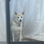 あみあみ